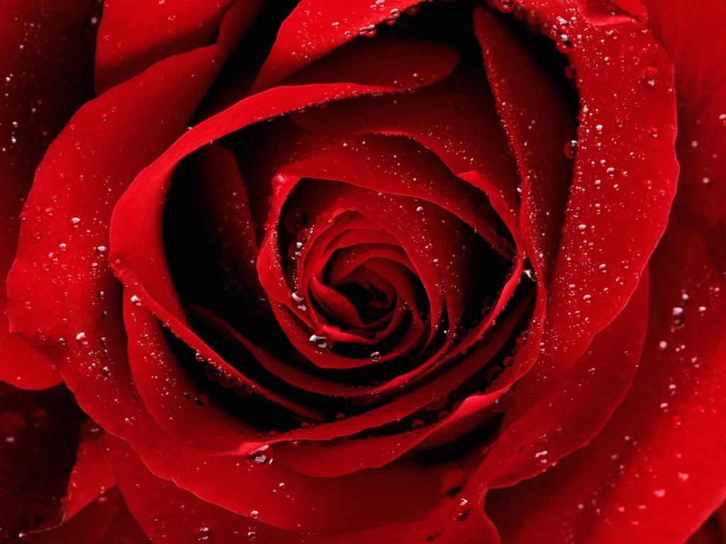 Most Beautiful Red Rose Flowers In The World