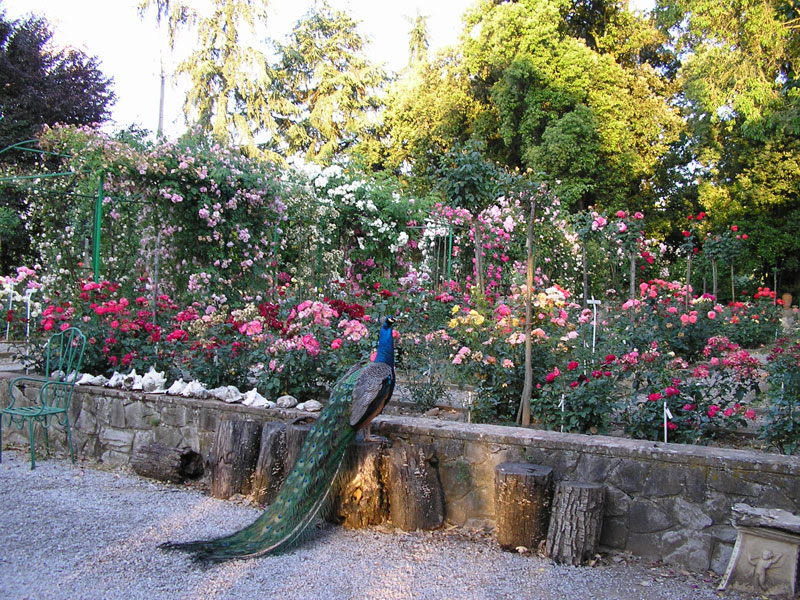 Rose Gardens in Italy - Worth-visiting secret places